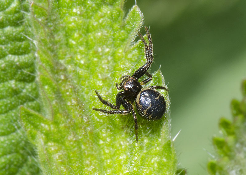 Thomisidae?  S, Synema globosum - L''Aquila